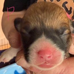 Pink - Sable female Pembroke Welsh Corgi puppy in Riverside, California from Four Aces Corgis