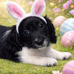 Boy 2 - Piebald male Dachshund puppy in Houston, Texas from L&L 4D Dancer’s Dachshunds