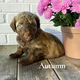 Autumn - Brown and white female Aussiedoodle puppy in Ellenburg Center, New York from Kristin's Puppies