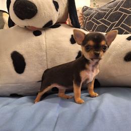 Esperanza(Hope) - Black sabled fawn female Chihuahua puppy in Haines City, Florida from Kassafina Kennel