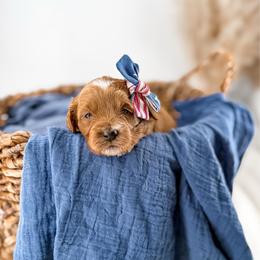 It's The Little Things- Belly Laughs - Red  female Goldendoodle puppy in Russell Springs, Kentucky from Milk & Honey Doodles