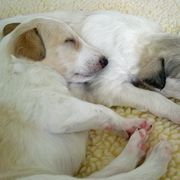 Borzoi Puppies from Radost Borzoi