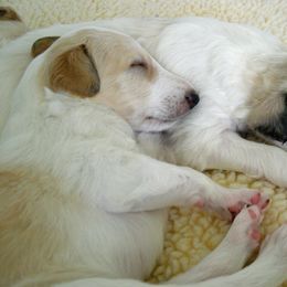 Borzoi Puppies from Radost Borzoi