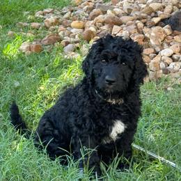 Steele - Black male Labradoodle puppy in Liberty Hill, Texas from Martin Family Doodle