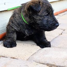 Scottish Terrier puppies from Christie Gregory's Scotties