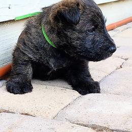 Scottish Terrier puppies from Christie Gregory's Scotties