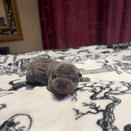Voodoo - Blue male Chinese Shar-Pei puppy in Auburn, Kansas from Justin's Chinese Shar-Pei