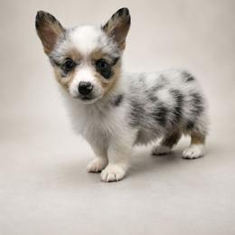 Sydney - Blue merle and white female American Corgi puppy in Charleroi, Pennsylvania from Twilight Hollow Corgis