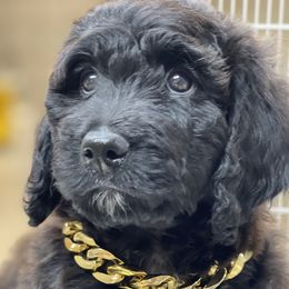 Bernedoodles from Doodle Dogs KY