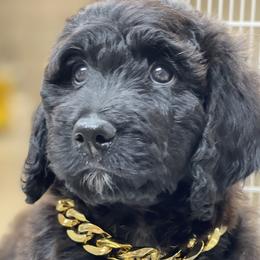 Bernedoodles from Doodle Dogs KY