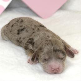 Mateo (Chocolate and cream dapple) (No breeding homes allowed) - Dapple male Dachshund puppy in Fayetteville, North Carolina from RRD
