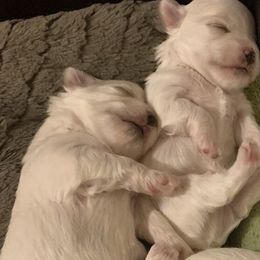 Maltese Puppies from Leona's Maltese