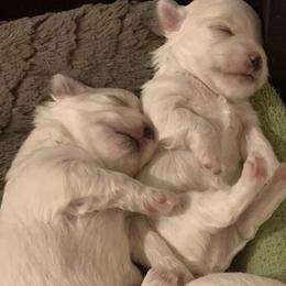Maltese Puppies from Leona's Maltese