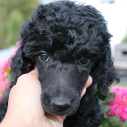 Blissey - Black female Poodle puppy in Ephrata, Washington from NCR Ranch