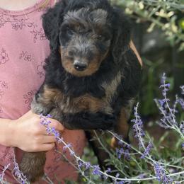Sebastian - Parti male Poodle puppy in St. Johnsbury, Vermont from Poodles of the Northern Woods