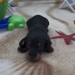 Black and Cream Wirehair Male - Black and cream male Dachshund puppy in Killeen, Texas from Southern Dachshunds