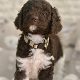 White Tuxedo Party - Parti female Labradoodle puppy in Chula Vista, California from Coastal Cocoa Labradoodle