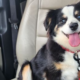 Aussiedoodles and Toy Australian Shepherds from Cotton Country Kennels