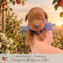 Ambrosia - Red  female Goldendoodle puppy in Norcross, Georgia from Teddy Puppies