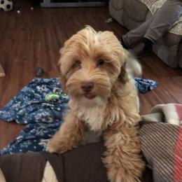 Smitty - Goldendoodle
