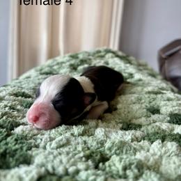 Female 4 - Black and tan female Pembroke Welsh Corgi puppy in La Porte City, Iowa from Cedar River Corgis