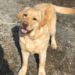 Labrador Retrievers from Paradigm Labradors