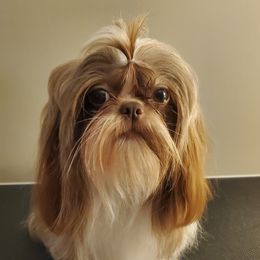 Bella - Shih Tzu