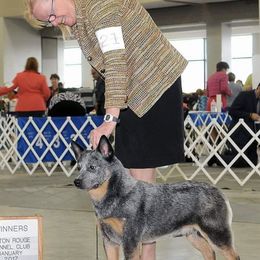 Australian Cattle Dogs and Australian Kelpies from Carben Copy