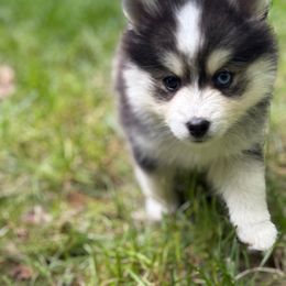 Tristan - Black and white male Pomsky puppy in Exeter, Rhode Island from Ocean State Pomskies