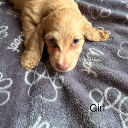 Leiha - Cream female Dachshund puppy in Magnolia, Texas from Carrie’s Countryside Dachshunds