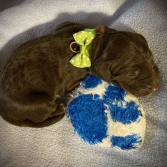 Boy 2 - Double Doodle puppy in Terry, Mississippi from Dixie Magnolia Doodles