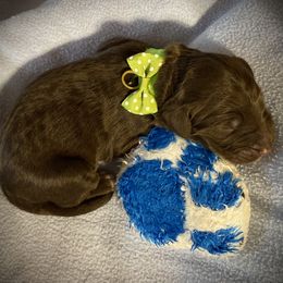 Boy 2 - Double Doodle puppy in Terry, Mississippi from Dixie Magnolia Doodles