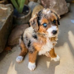 Candy - Merle female Bernedoodle puppy in Helper, Utah from Doodle Love Utah