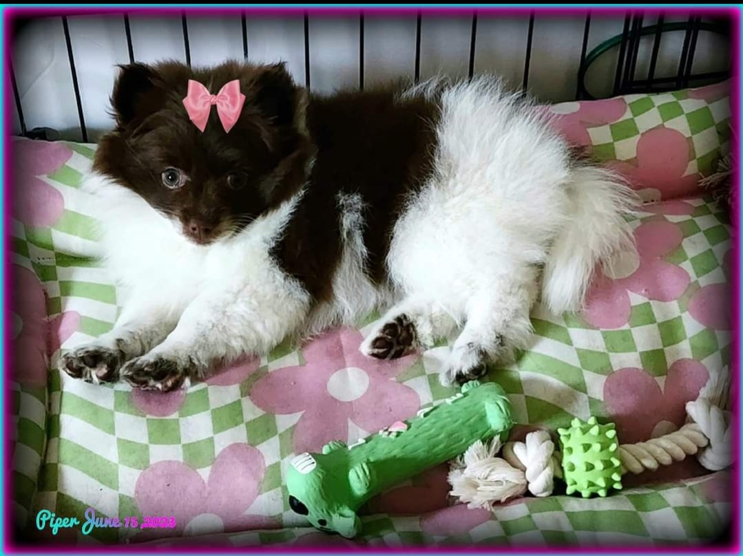 Pomeranian Puppies from Merri's Pom's