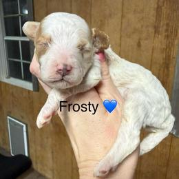 Frosty - White male Cavapoo puppy in Greensburg, Kentucky from Doodle Me Crazy
