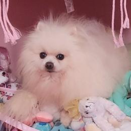 Winter Boo - Pomeranian