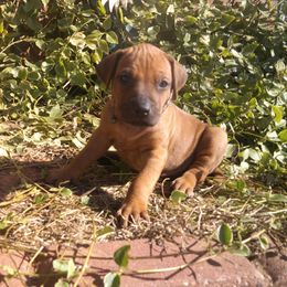 Milo - Rd whtn blk nose male Rhodesian Ridgeback puppy in Carney, Oklahoma from River Run Parson Russell terriers & River Run Ridgebacks