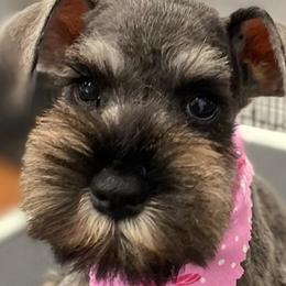 Miniature Schnauzers from Bandwagon Miniature Schnauzers