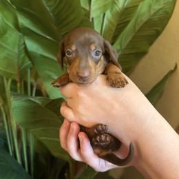 Murphy - Chocolate and tan female Dachshund puppy in Chandler, Arizona from KCK9 Dachshunds