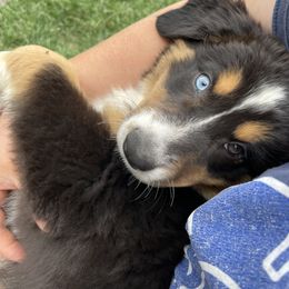 Australian Shepherd, Miniature American Shepherd, Miniature Australian Shepherd, and Toy Australian Shepherd Puppies from Painted Blue Aussies