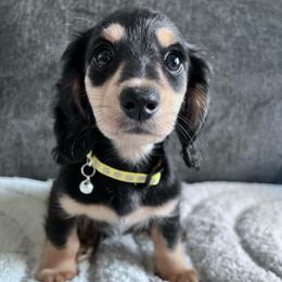 Rose - Black and cream female Dachshund puppy in Ocala, Florida from Weenie Boops