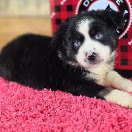 OB-1 - Black tri male Miniature Australian Shepherd puppy in Citra, Florida from Southpaw Herders LLC