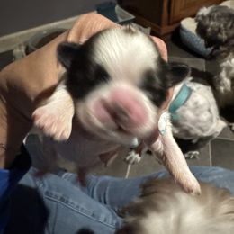 Boy3 - Tricolor male Shih Tzu puppy in Hustontown, Pennsylvania from Everts Ranch ShihTzu’s