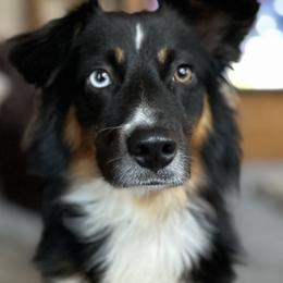 Waylon - Black tri male Miniature Australian Shepherd puppy in Wooster, Ohio from Kari's Mini Aussies