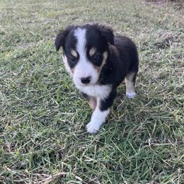 Alejandro - Tri-color male Border Collie puppy in Granbury, Texas from Rocking H Border Collies