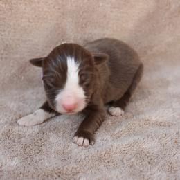 Purple collar - Red female Border Collie puppy in Courtland, Alabama from C Bar C Ranch Border Collies