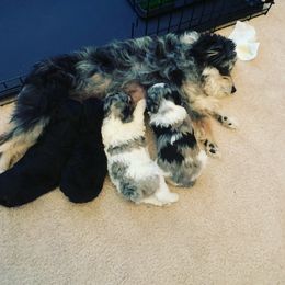 Aussiedoodle Puppies from Olive Tree Mini Aussiedoodles