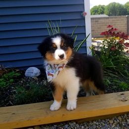 Australian Shepherd Puppies from Big Screen Aussies