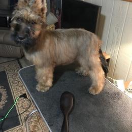 Briard Puppies from Davan's