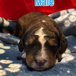 Bernedoodle Puppies from Goldhaly Peach Doodles